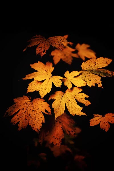 Autumn Photo by Philippe Sainte-Laudy canvas print