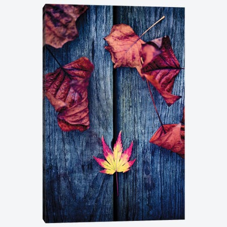 Welcome Autumn Canvas Print #PSL182} by Philippe Sainte-Laudy Art Print