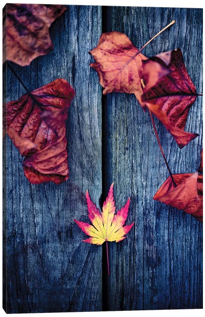 Welcome Autumn Canvas Art Print - Philippe Sainte-Laudy
