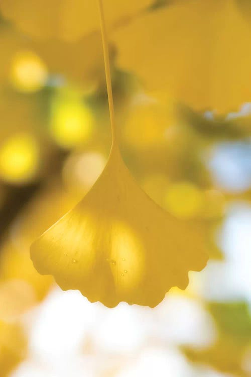 Yellow Range by Philippe Sainte-Laudy wall art