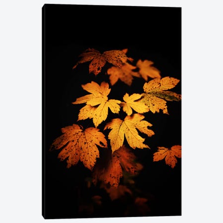 Autumn Photo Canvas Print #PSL18} by Philippe Sainte-Laudy Canvas Print