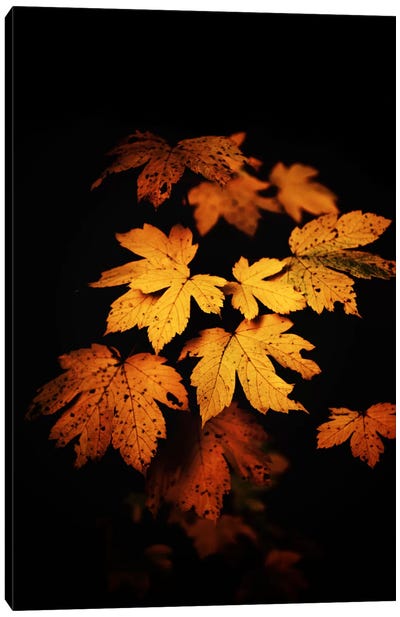 Autumn Photo Canvas Art Print