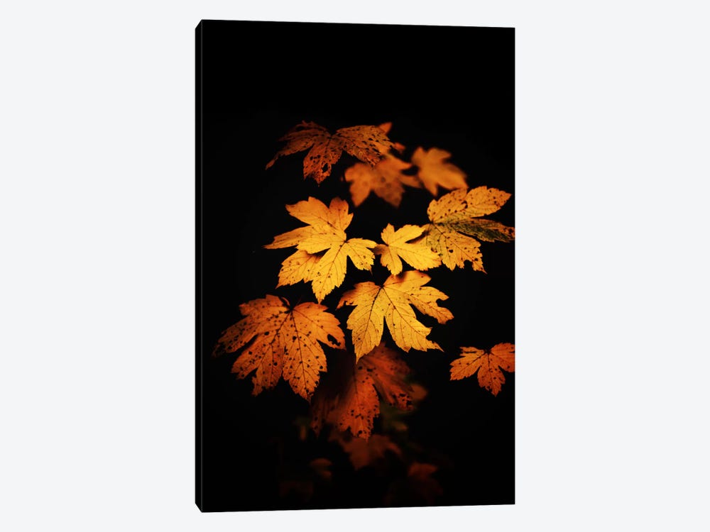 Autumn Photo by Philippe Sainte-Laudy 1-piece Art Print