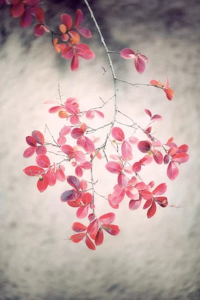 Autumn Poetry by Philippe Sainte-Laudy framed canvas print