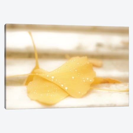 Yellow Sweetness Canvas Print #PSL190} by Philippe Sainte-Laudy Canvas Wall Art