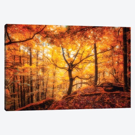 Lost In The Crimson Forest Canvas Print #PSL192} by Philippe Sainte-Laudy Canvas Artwork
