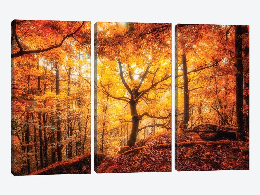 Lost In The Crimson Forest by Philippe Sainte-Laudy 3-piece Canvas Print