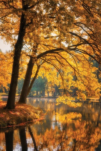 Leaves For Gold by Philippe Sainte-Laudy framed wall art