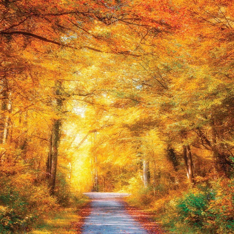 Brighter Days by Philippe Sainte-Laudy wall art