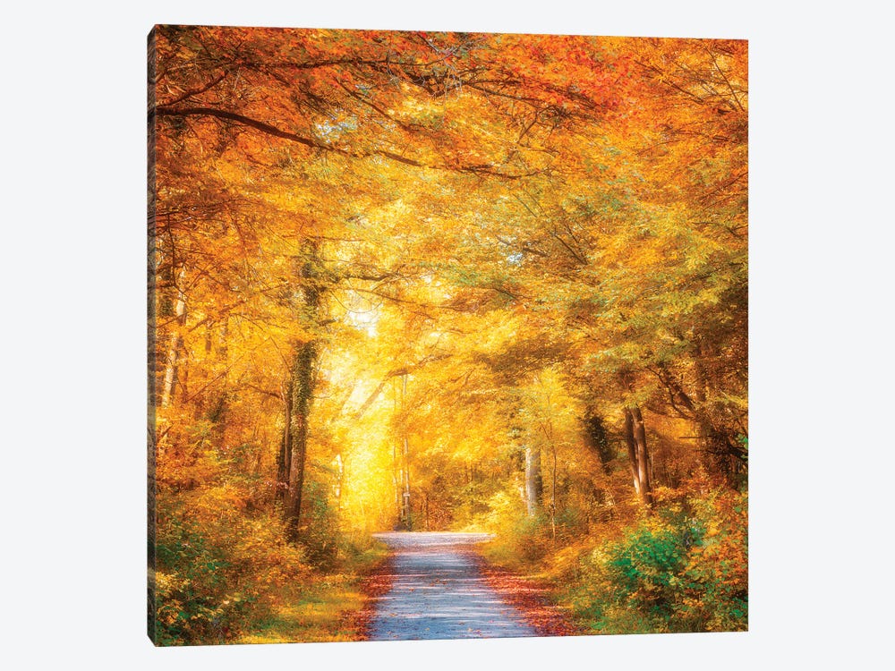 Brighter Days by Philippe Sainte-Laudy 1-piece Canvas Wall Art