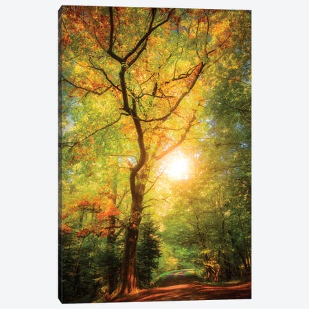 A Day In Fall Canvas Print #PSL201} by Philippe Sainte-Laudy Canvas Wall Art