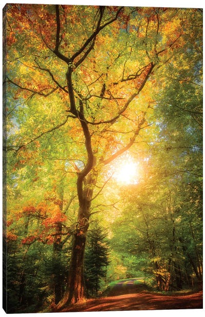 A Day In Fall Canvas Art Print - Atmospheric Photography