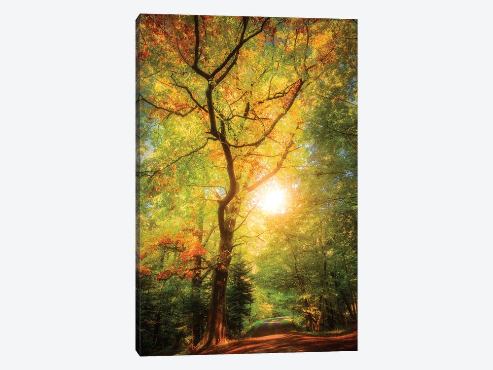 A Day In Fall by Philippe Sainte-Laudy 1-piece Canvas Print