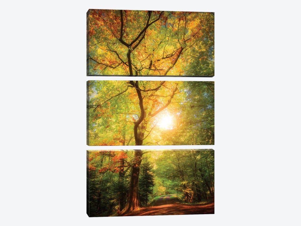 A Day In Fall by Philippe Sainte-Laudy 3-piece Canvas Print