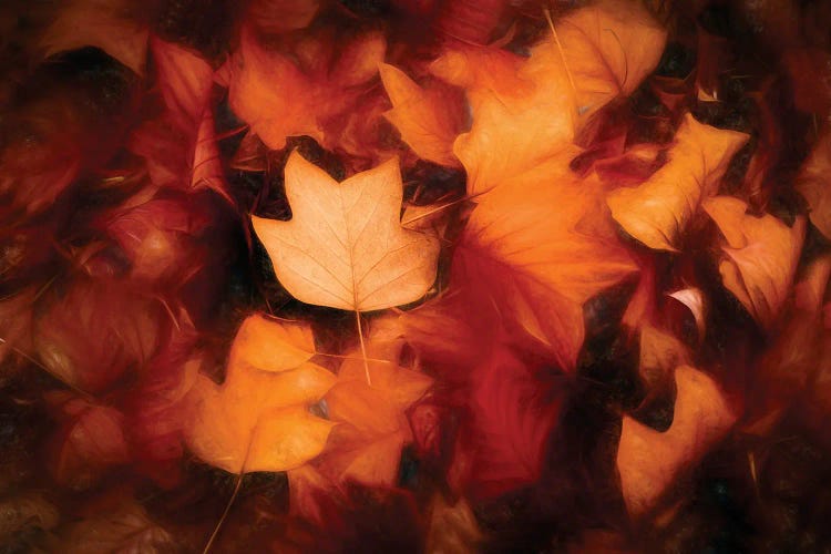Leaves Colored Autumn Painting by Philippe Sainte-Laudy wall art
