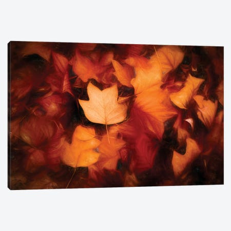 Leaves Colored Autumn Painting Canvas Print #PSL202} by Philippe Sainte-Laudy Canvas Artwork