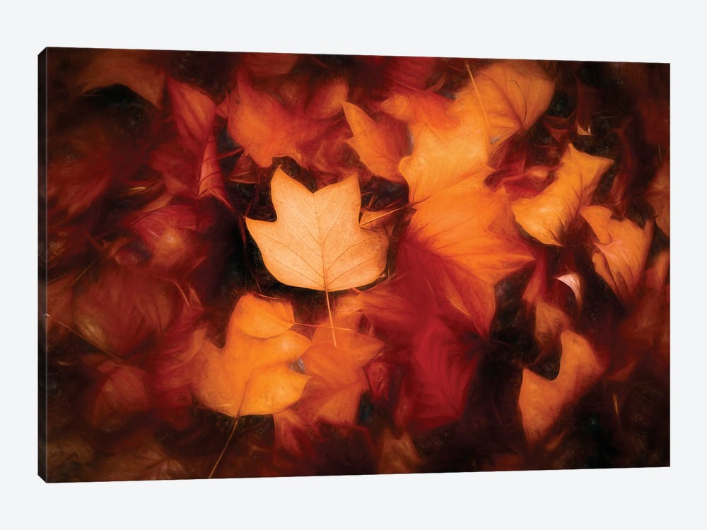 Leaves Colored Autumn Painting by Philippe Sainte-Laudy 1-piece Canvas Wall Art