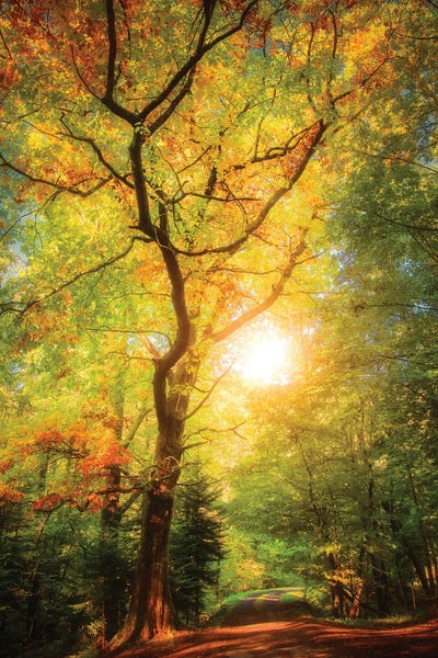 A Day In Fall by Philippe Sainte-Laudy framed canvas print