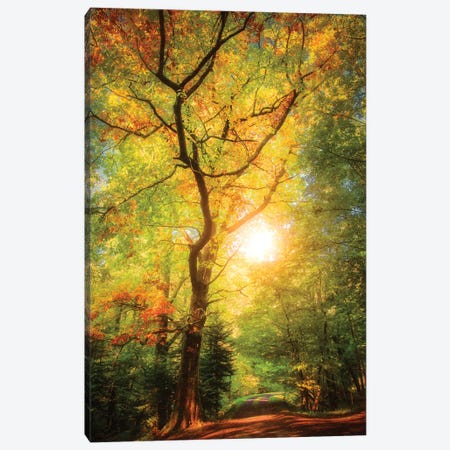 A Day In Fall Canvas Print #PSL203} by Philippe Sainte-Laudy Canvas Art
