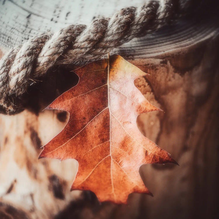 One Season At A Time by Philippe Sainte-Laudy wall art