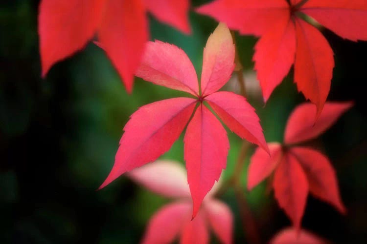 Autumn Red In October