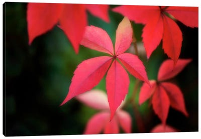 Autumn Red In October Canvas Art Print - Philippe Sainte-Laudy