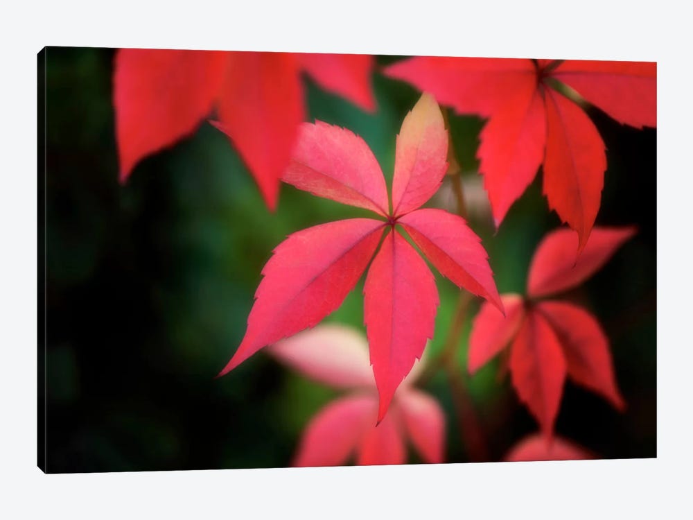 Autumn Red In October by Philippe Sainte-Laudy 1-piece Canvas Wall Art