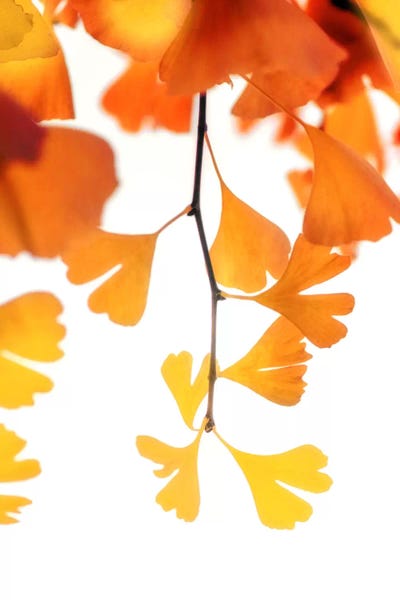 Autumn Splender by Philippe Sainte-Laudy framed canvas print