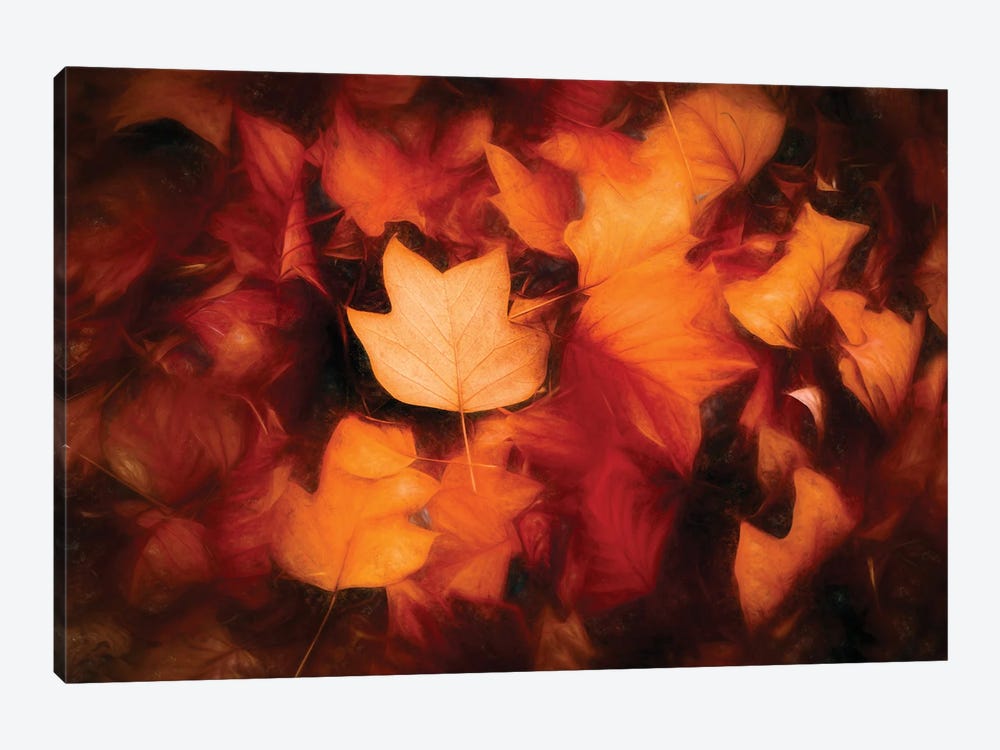 Leaves Colored Autumn Painting by Philippe Sainte-Laudy 1-piece Art Print