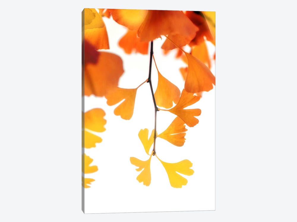 Autumn Splender by Philippe Sainte-Laudy 1-piece Art Print