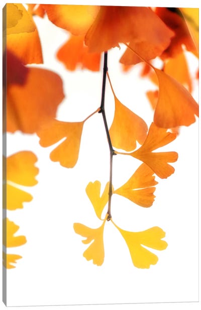 Autumn Splender Canvas Art Print - Philippe Sainte-Laudy