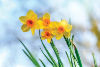 Canvas Print: Spring For All by Philippe Sainte-Laudy - thumbnail
