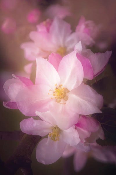 Shade Of Pink