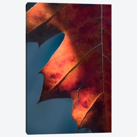 Autumn Sweetness Canvas Print #PSL22} by Philippe Sainte-Laudy Canvas Art