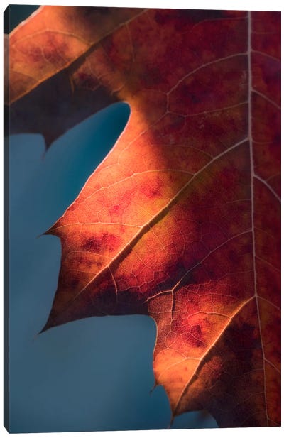 Autumn Sweetness Canvas Art Print - Philippe Sainte-Laudy