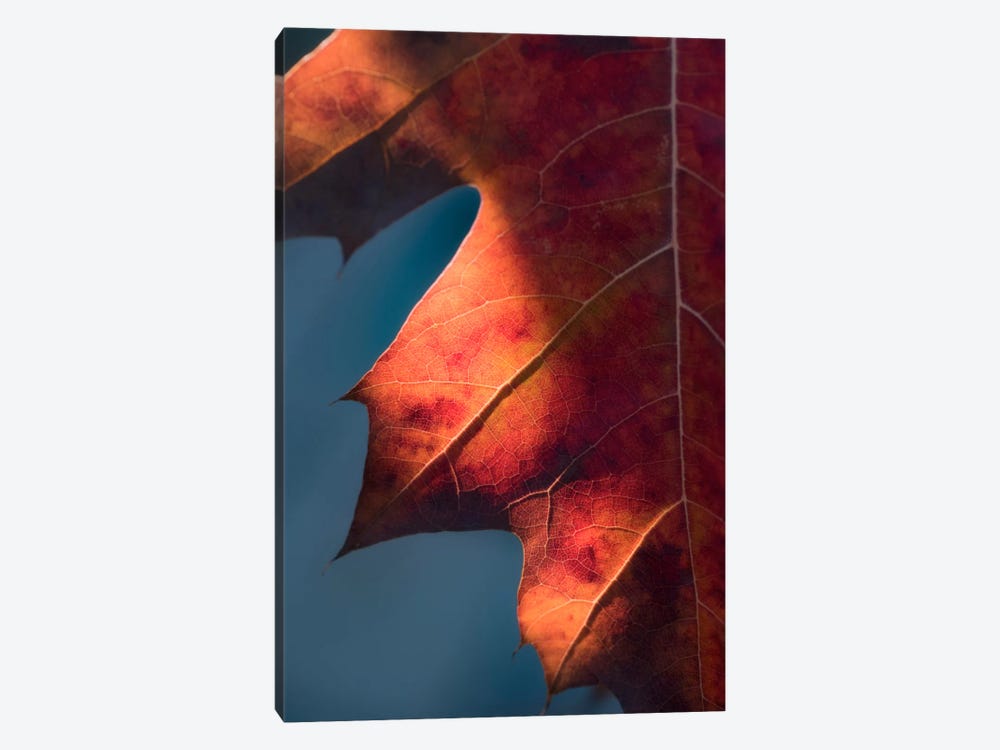 Autumn Sweetness by Philippe Sainte-Laudy 1-piece Canvas Art