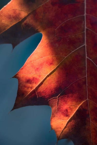 Macro Photography: Autumn Sweetness by Philippe Sainte-Laudy