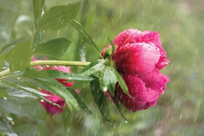 Philippe Sainte-Laudy - Canvas Prints: Peony Under A Spring Rain by Philippe Sainte-Laudy