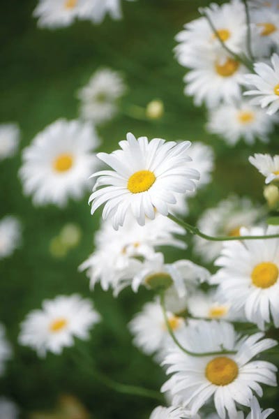 Philippe Sainte-Laudy - Canvas Prints: White And Sweet Daisies by Philippe Sainte-Laudy