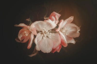 Philippe Sainte-Laudy - Canvas Prints: Old-Fashioned Apple Blossoms by Philippe Sainte-Laudy