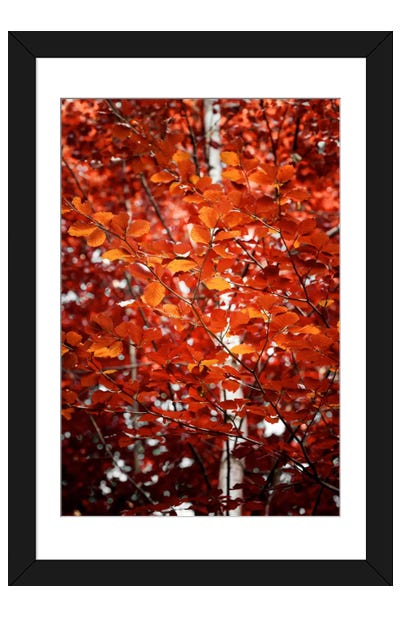 Autumn Triumph Framed Art Print - Philippe Sainte-Laudy