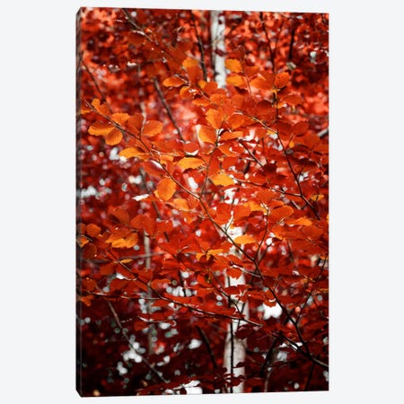 Autumn Triumph Canvas Print #PSL23} by Philippe Sainte-Laudy Canvas Artwork