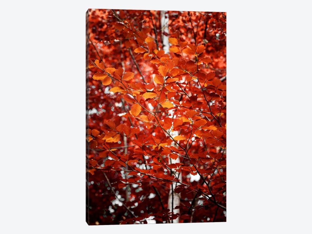 Autumn Triumph by Philippe Sainte-Laudy 1-piece Canvas Art Print