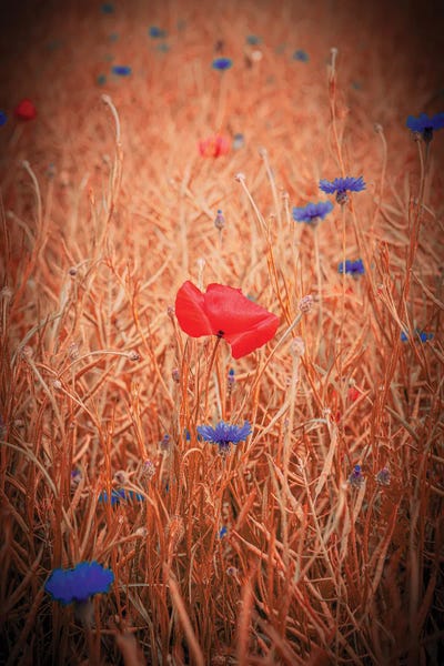 Philippe Sainte-Laudy - Canvas Prints: Out Of Green by Philippe Sainte-Laudy