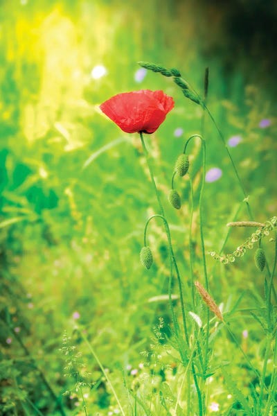 Philippe Sainte-Laudy - Canvas Prints: Soft Like Spring by Philippe Sainte-Laudy