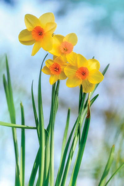Philippe Sainte-Laudy - Canvas Prints: Spring Makes You Happy by Philippe Sainte-Laudy