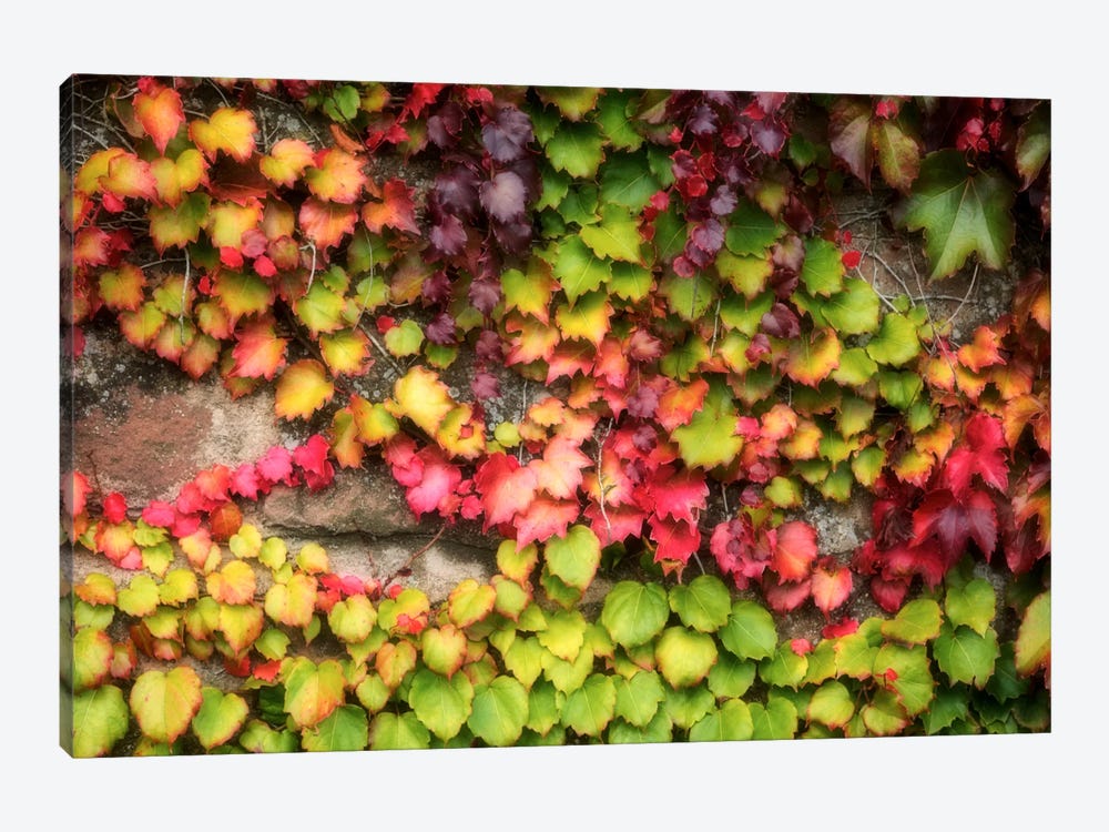 Autumn Vine by Philippe Sainte-Laudy 1-piece Canvas Art