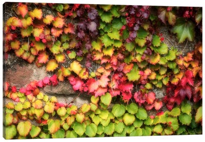 Autumn Vine Canvas Art Print - Ivy & Vines