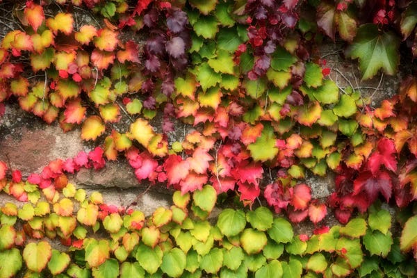 Ivies: Autumn Vine by Philippe Sainte-Laudy