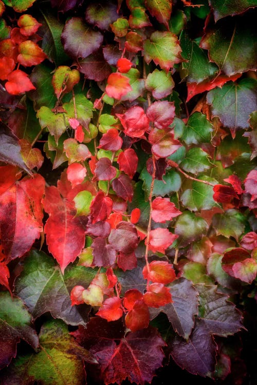 Autumn Wall